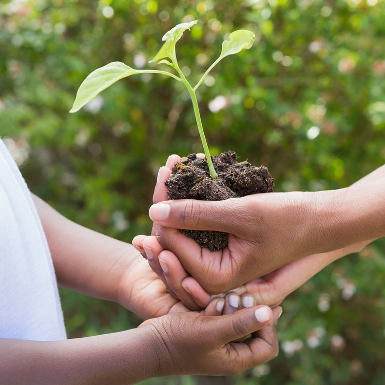 hands-giving-plant.jpg
