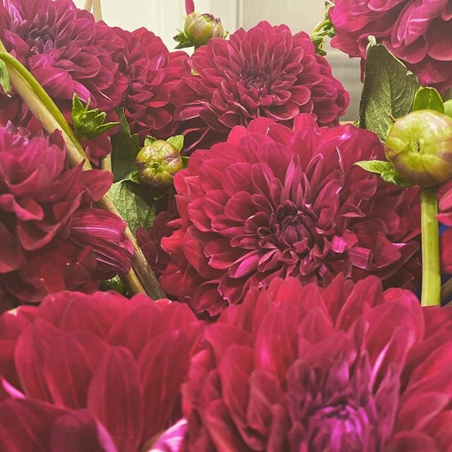 Working with these incredible dahlias this week for a photo shoot ❤️ #flowers #dahlia #florist #orlandoweddings