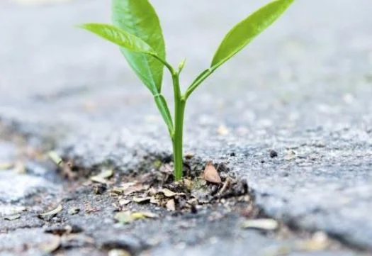 12 step plant.JPG