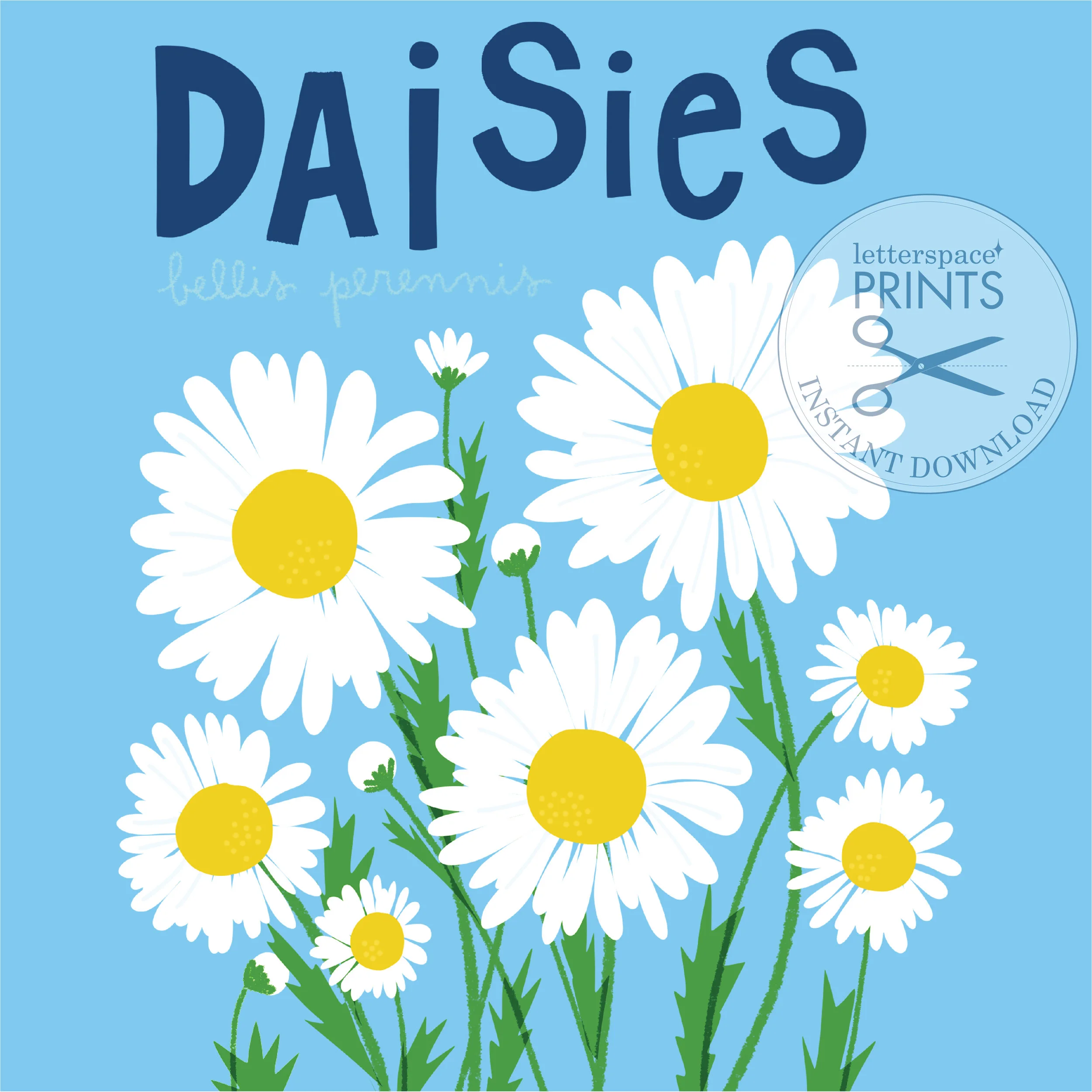 daisies sq.jpg