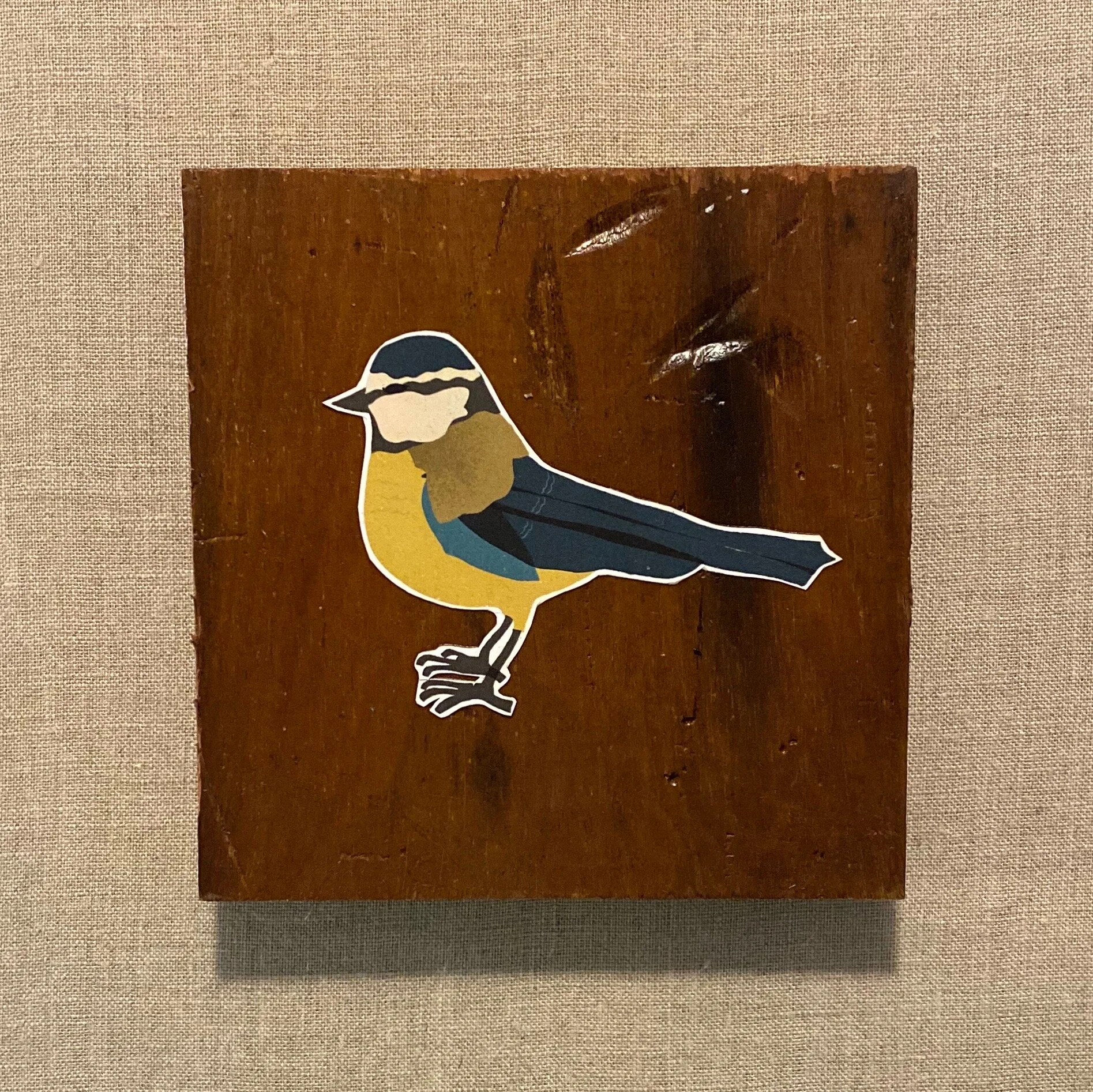 blue tit bird wood print