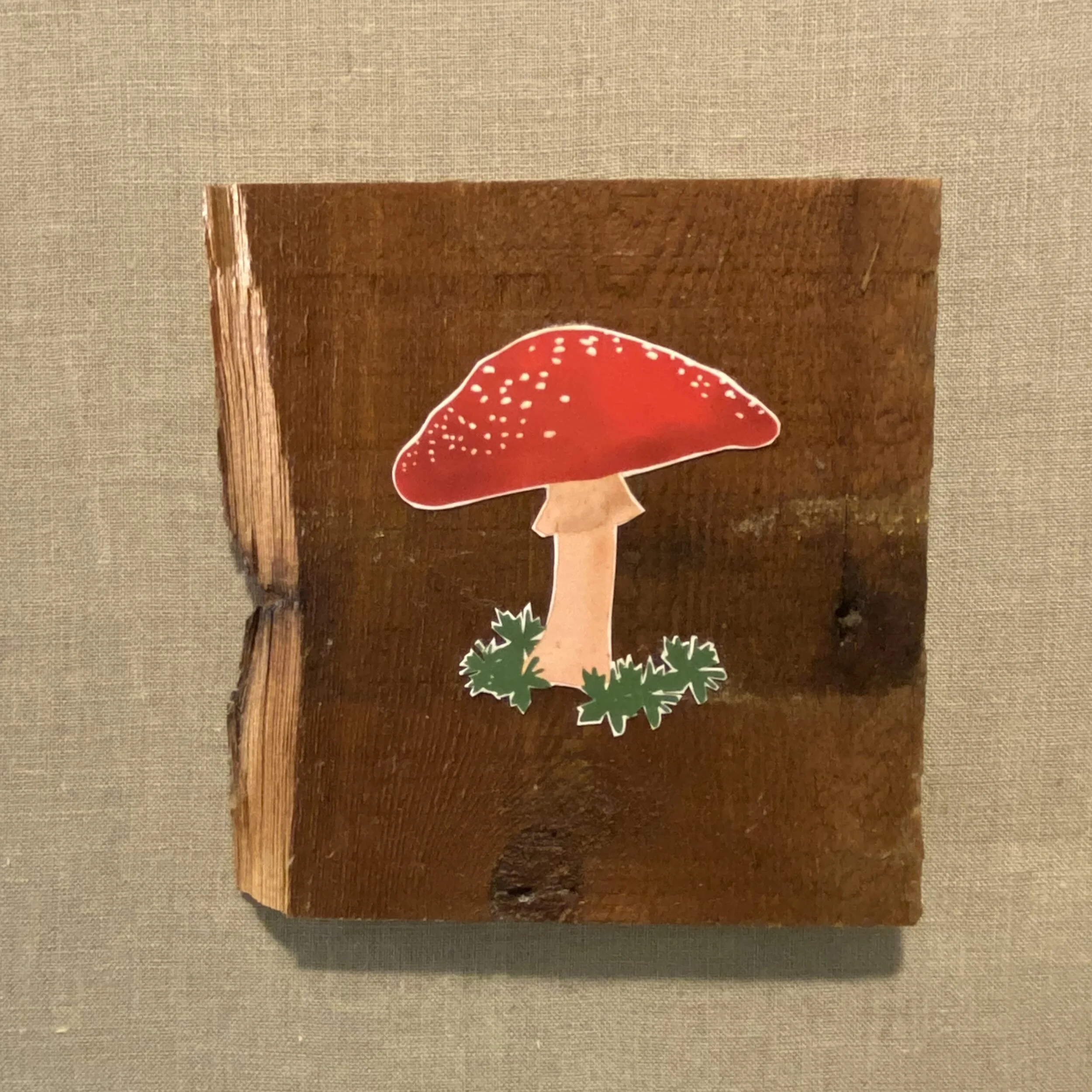 jami darwin mushroom.JPG