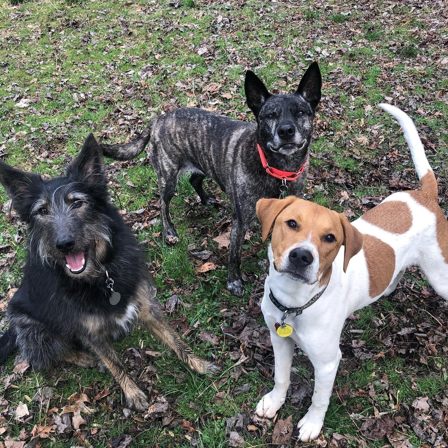 3+dogs.jpg