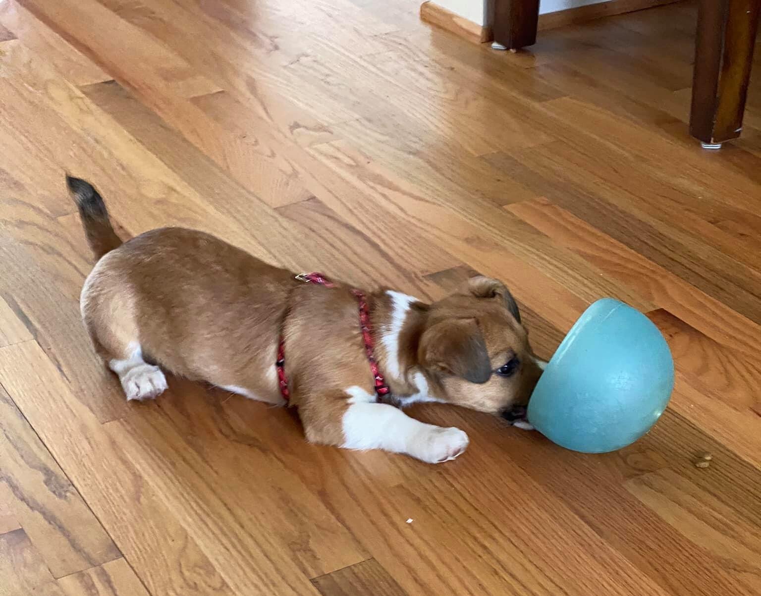 dog+with+bowl.jpg