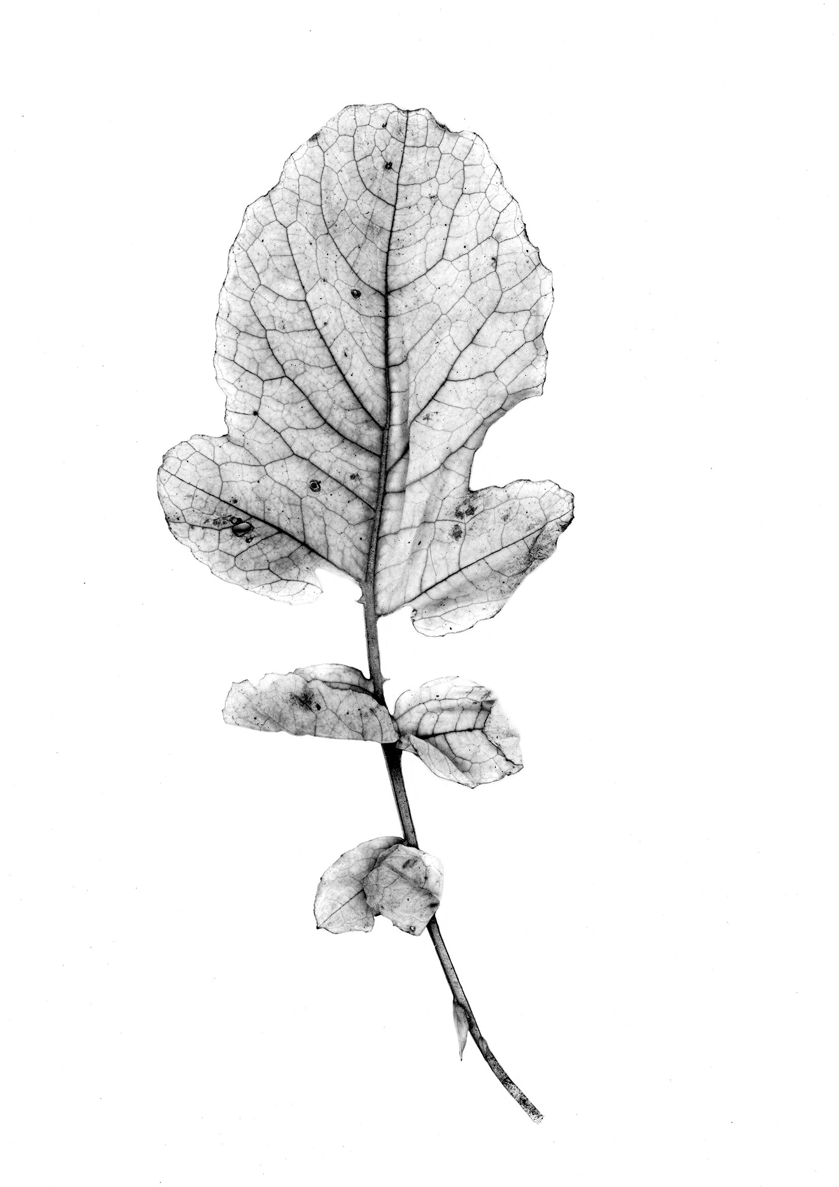 leaf2a.jpg