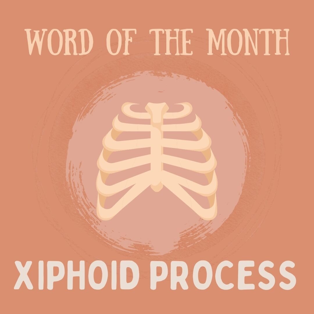 Our August word of the month is &lsquo;xiphoid process&rsquo;

The &lsquo;xiphoid process&rsquo; is the small triangular lump at the base of the sternum (or chest bone) that starts as cartilage and develops into bone as you age. Its main function is 