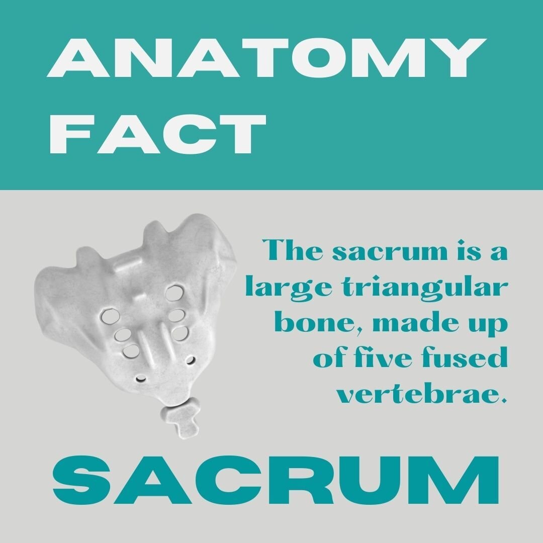 💡Sacrum fact: the sacrum is a large, triangular bone, made up of five fused vertebrae. 

If you are suffering from pain in the lower back, it could be caused by dysfunction of the sacroiliac joint (where the sacrum meets the ilium). We may be able t
