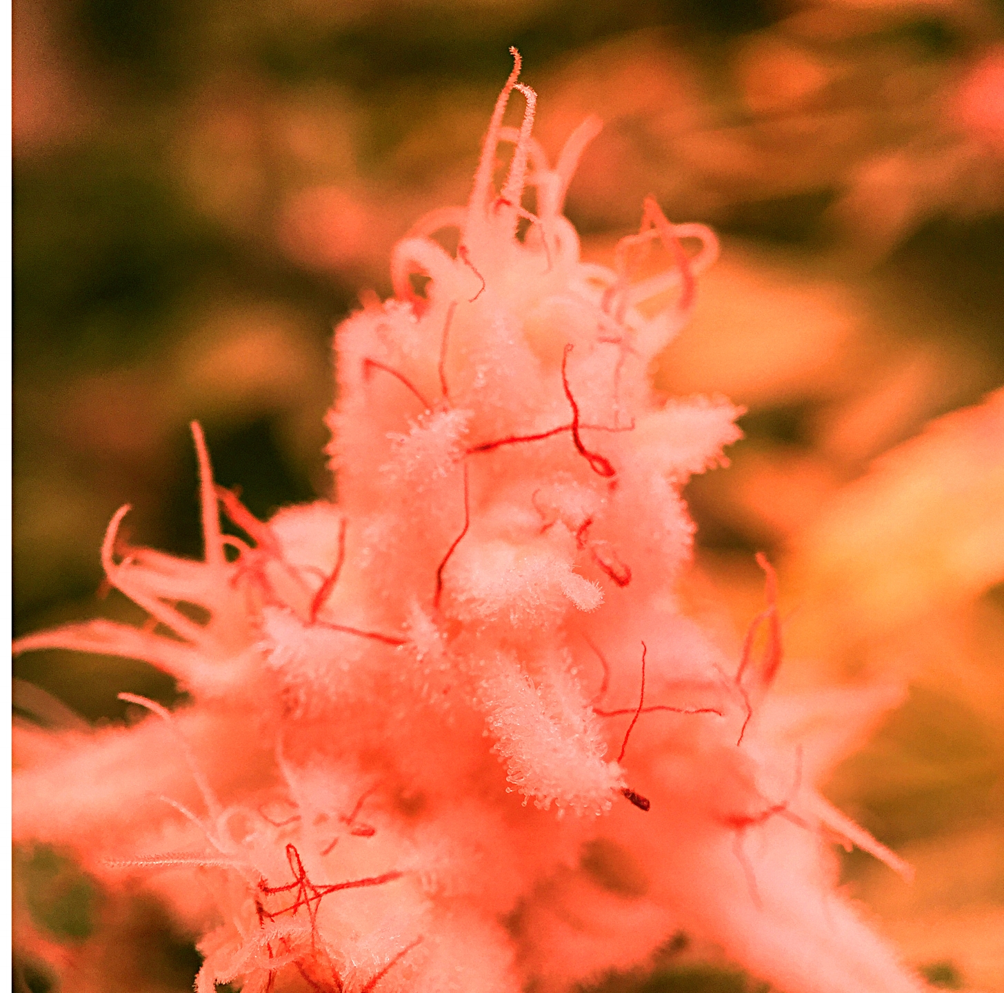 White Cap Detail (2017.10.04).jpg