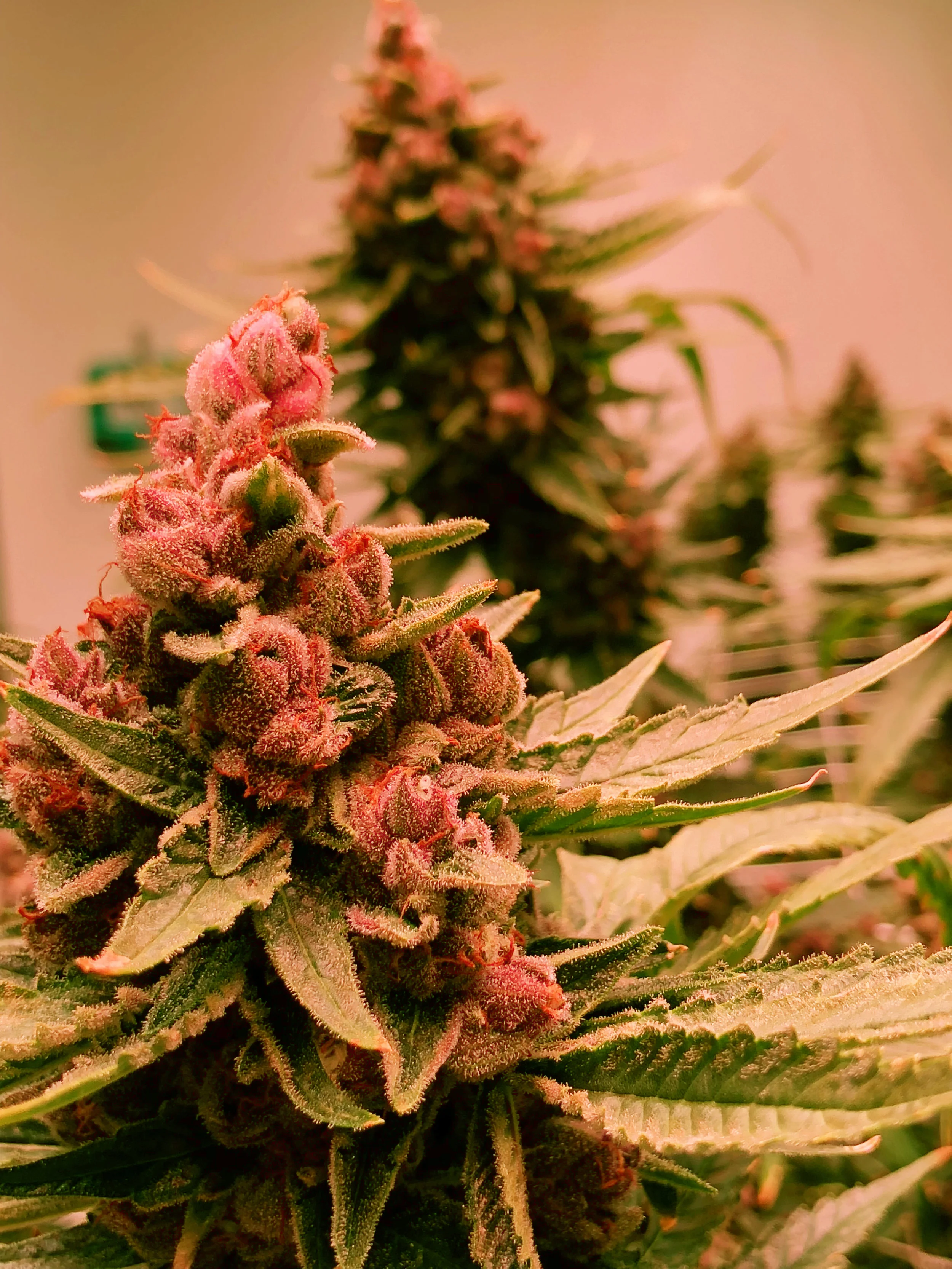 NF 2018.01.12 - 76.JPG