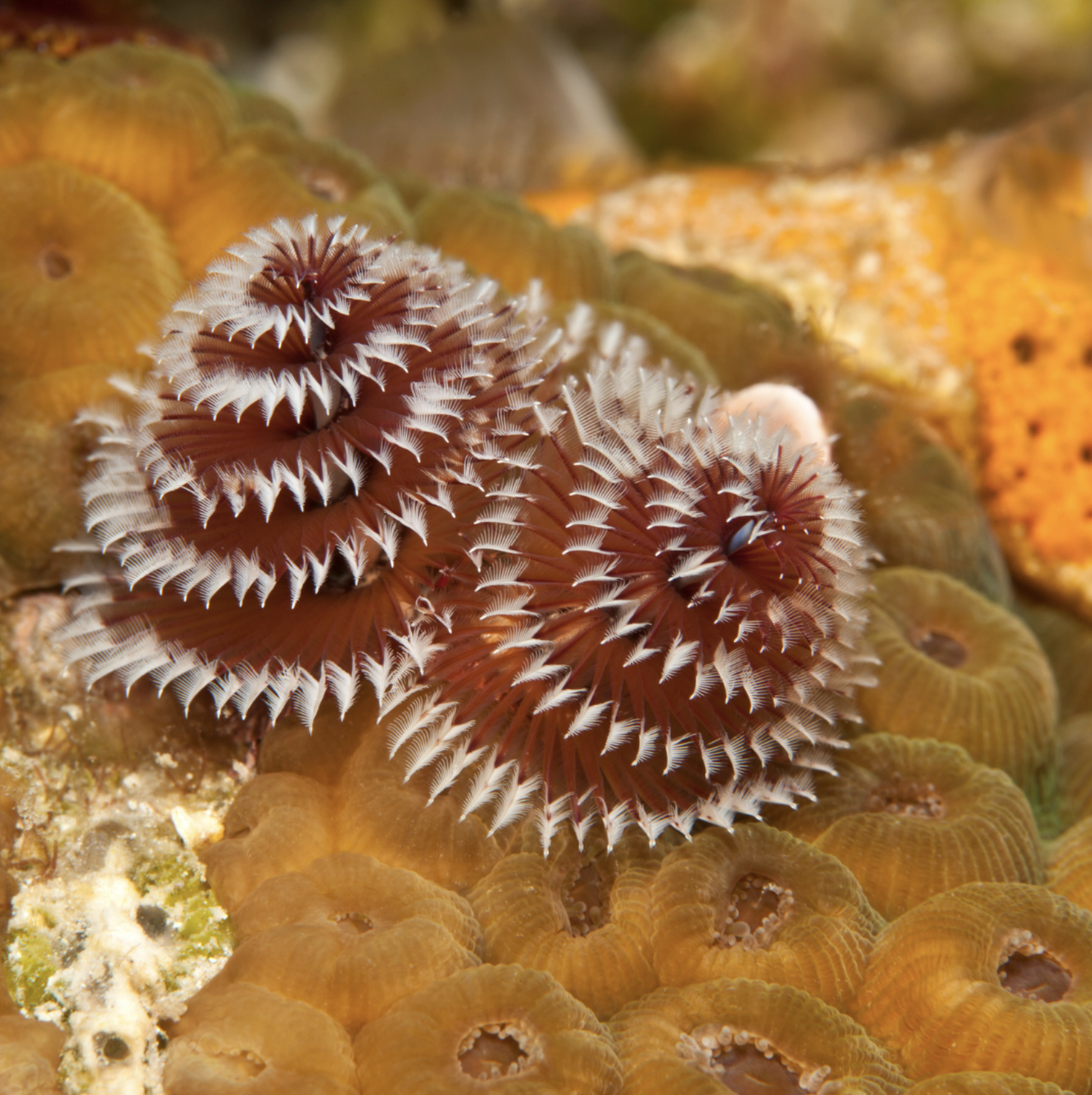 5 Christmas Sea Creatures — Sea Smart: Help Us Protect Our Oceans