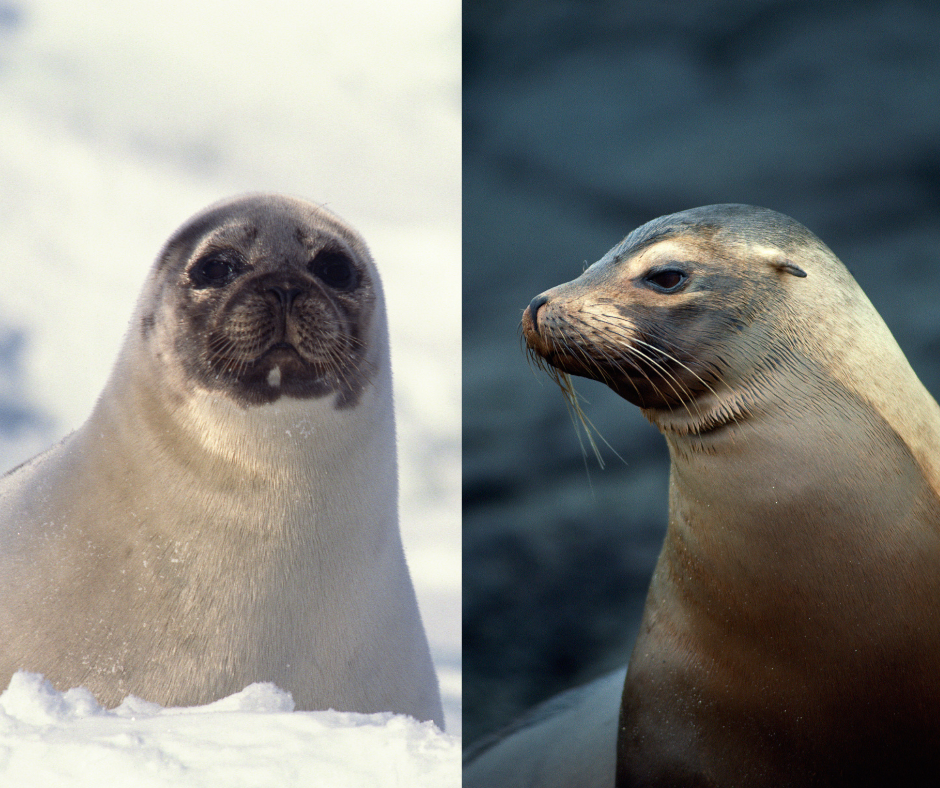Seals Vs Sea Lions Sea Smart