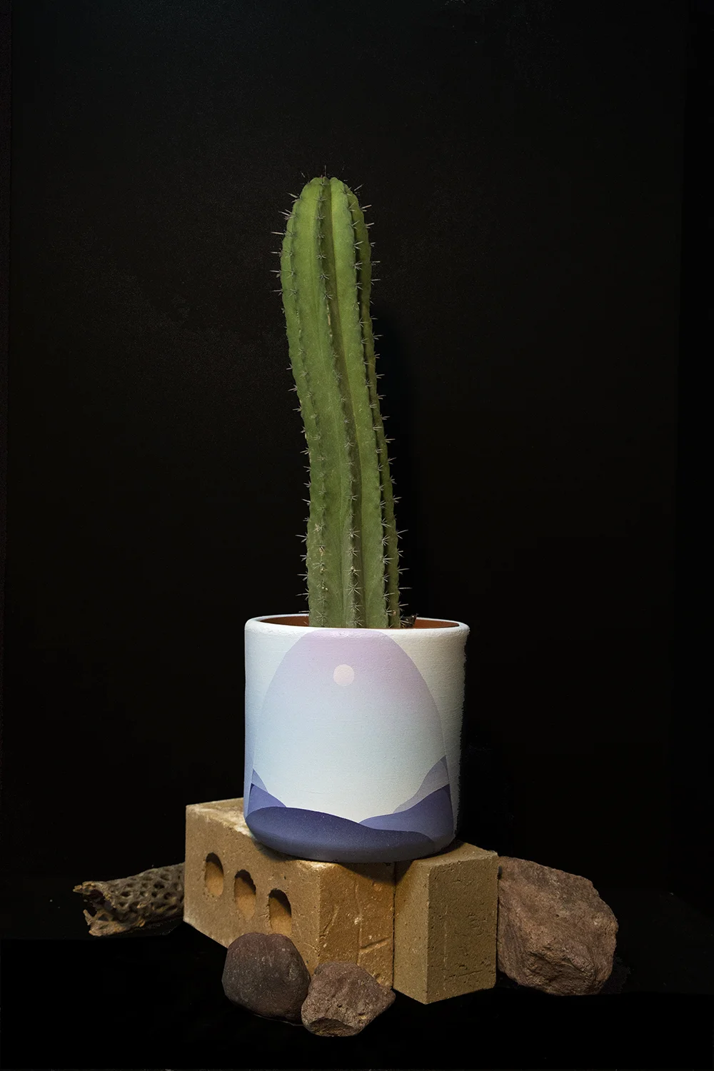 Cactus plant sacramento