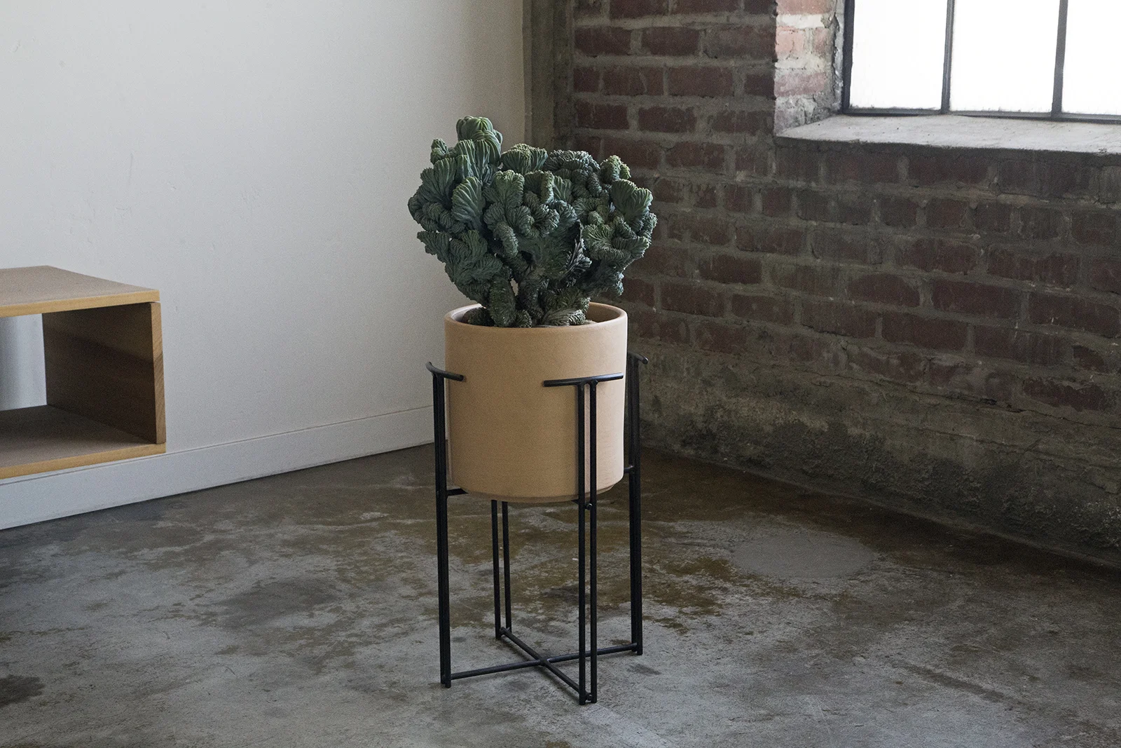 Public Land store plant store