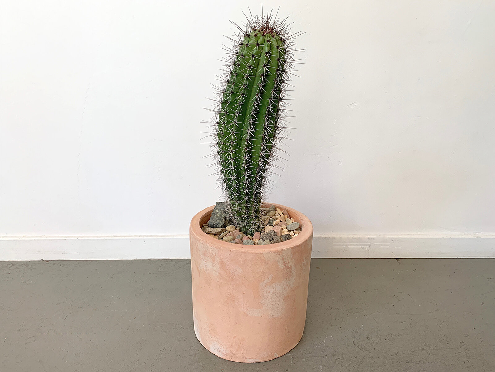cacti — Public Land Store