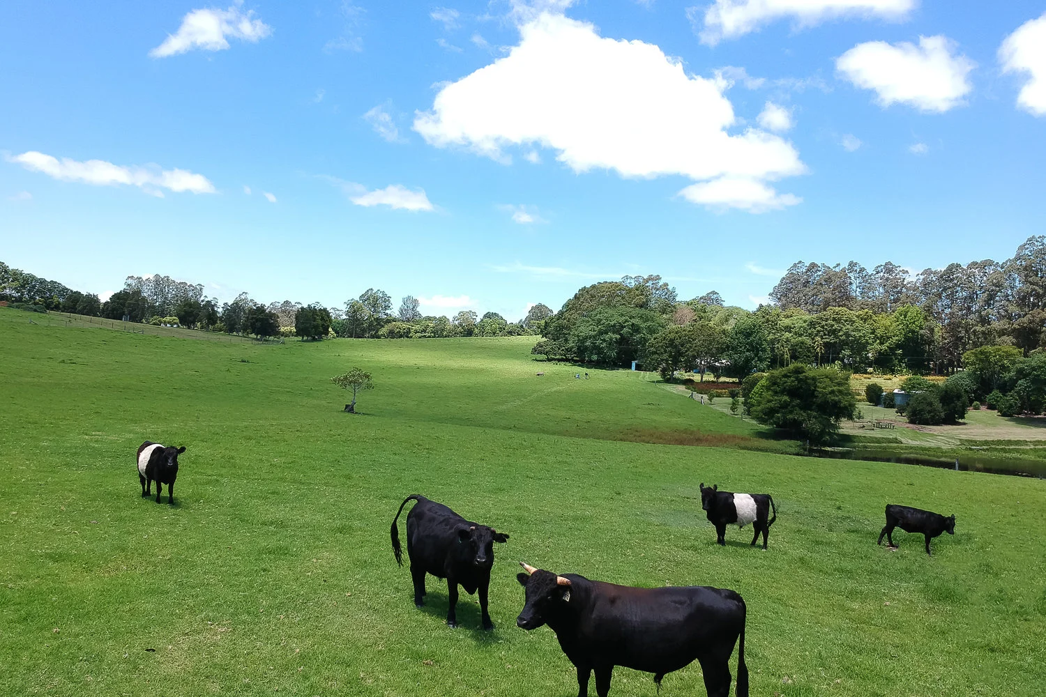 Minature+cattle.jpg