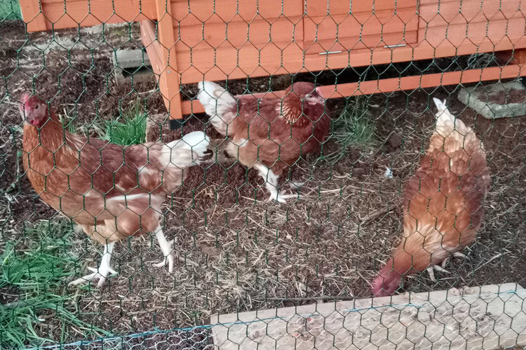 Chooks-small.jpg