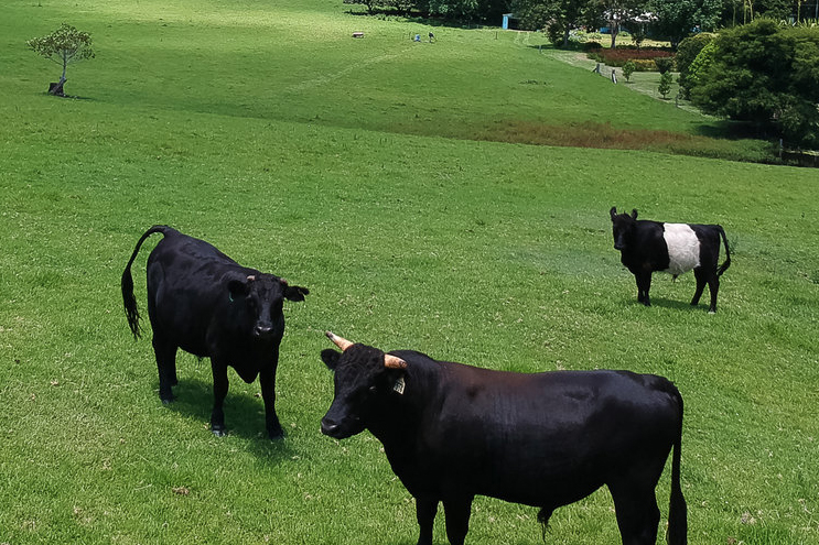 Minature+cattle-small.jpg