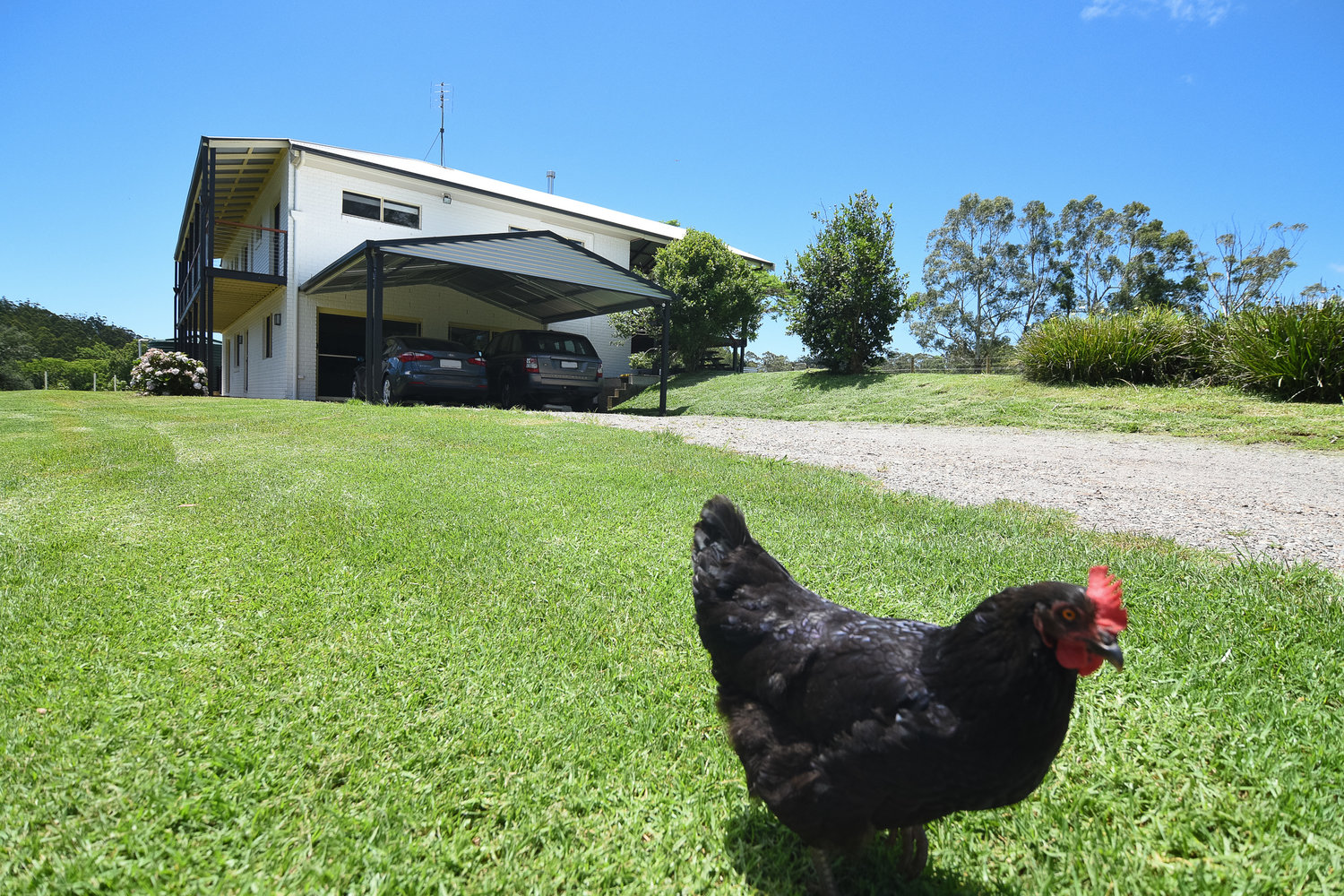 Our+pet+hen+Black+Betty.jpg
