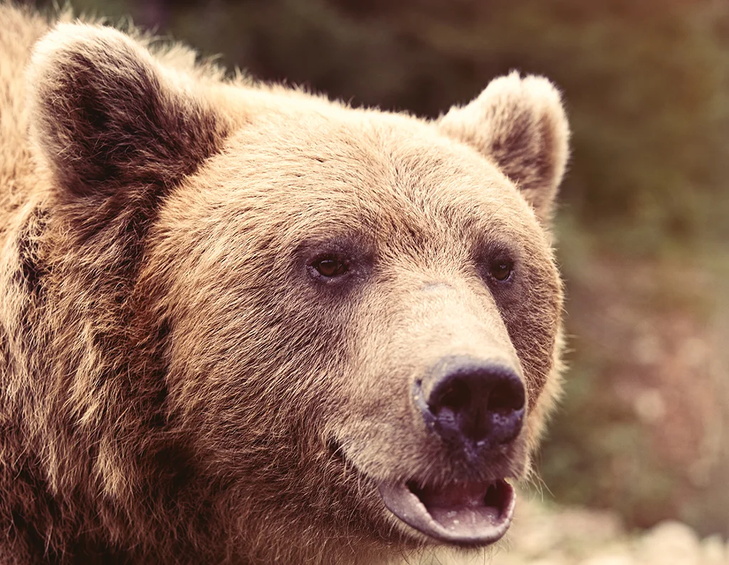 grizzly-bear-upclose-igbc.jpg