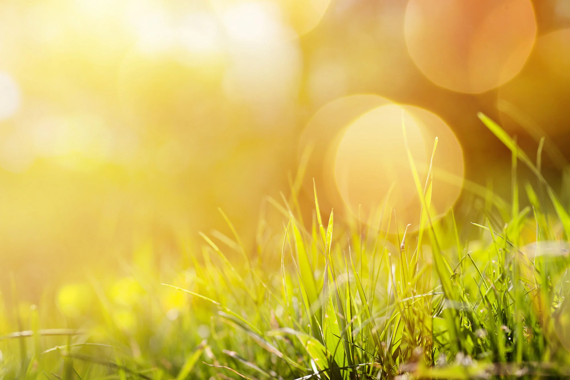 Lovelawns — About Gold Coast Lawn Mowing Services