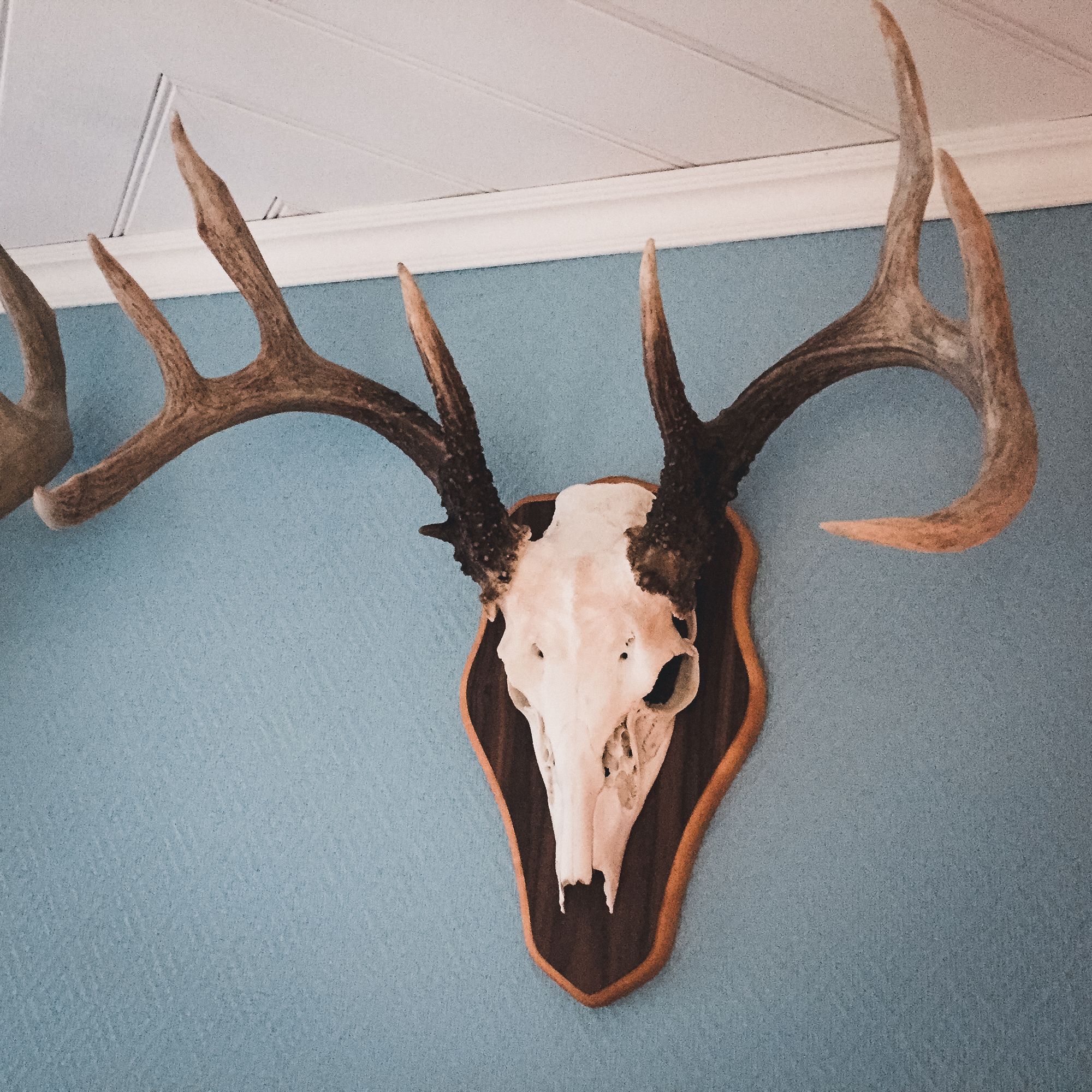 trophies, State and Year Trophy Skull Mount hunting display