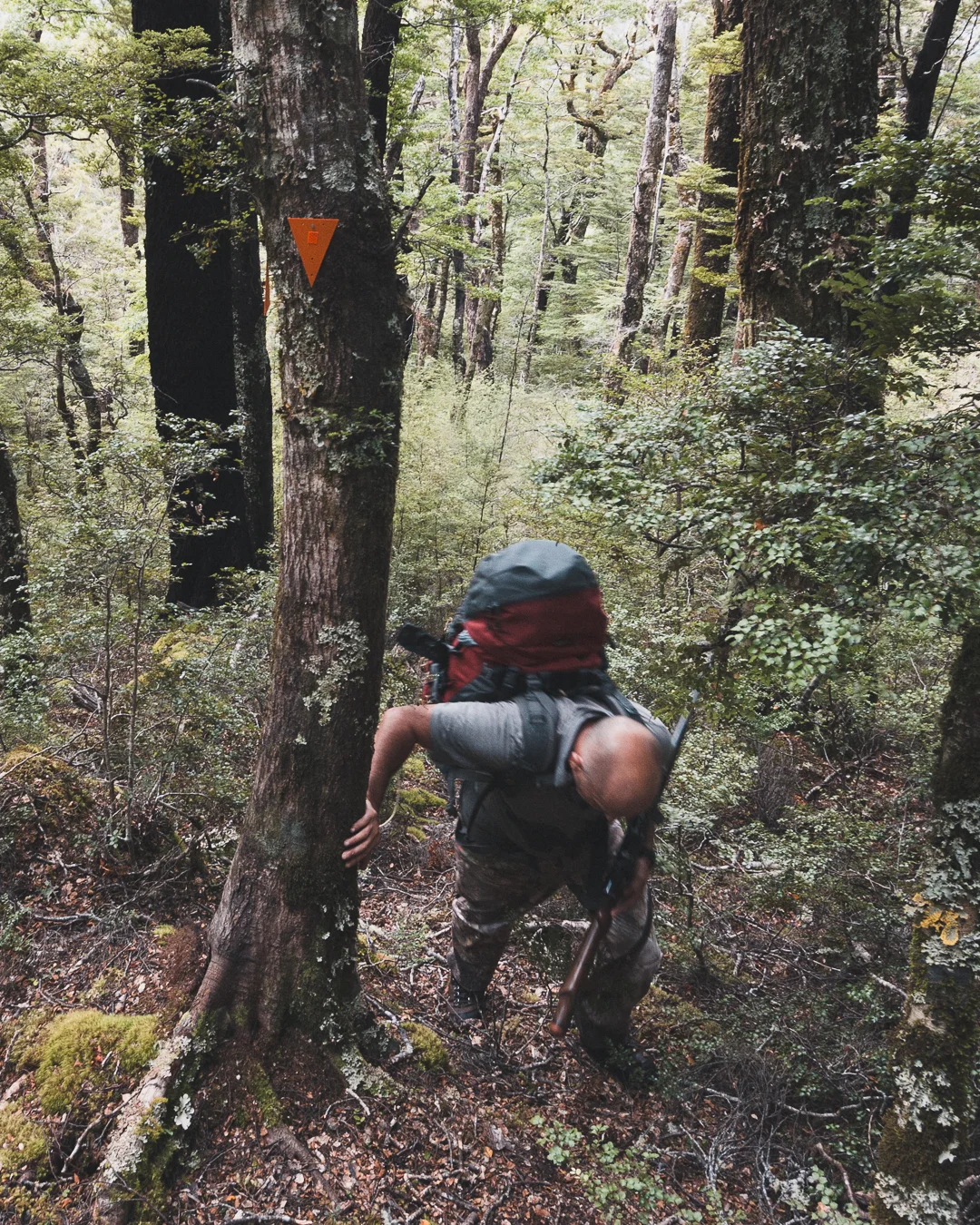 The dense, and steep, New Zealand bush