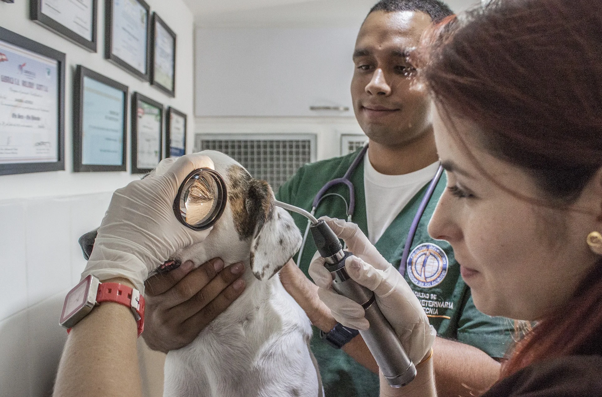 veterinary-doctor-2319417_1920.jpg