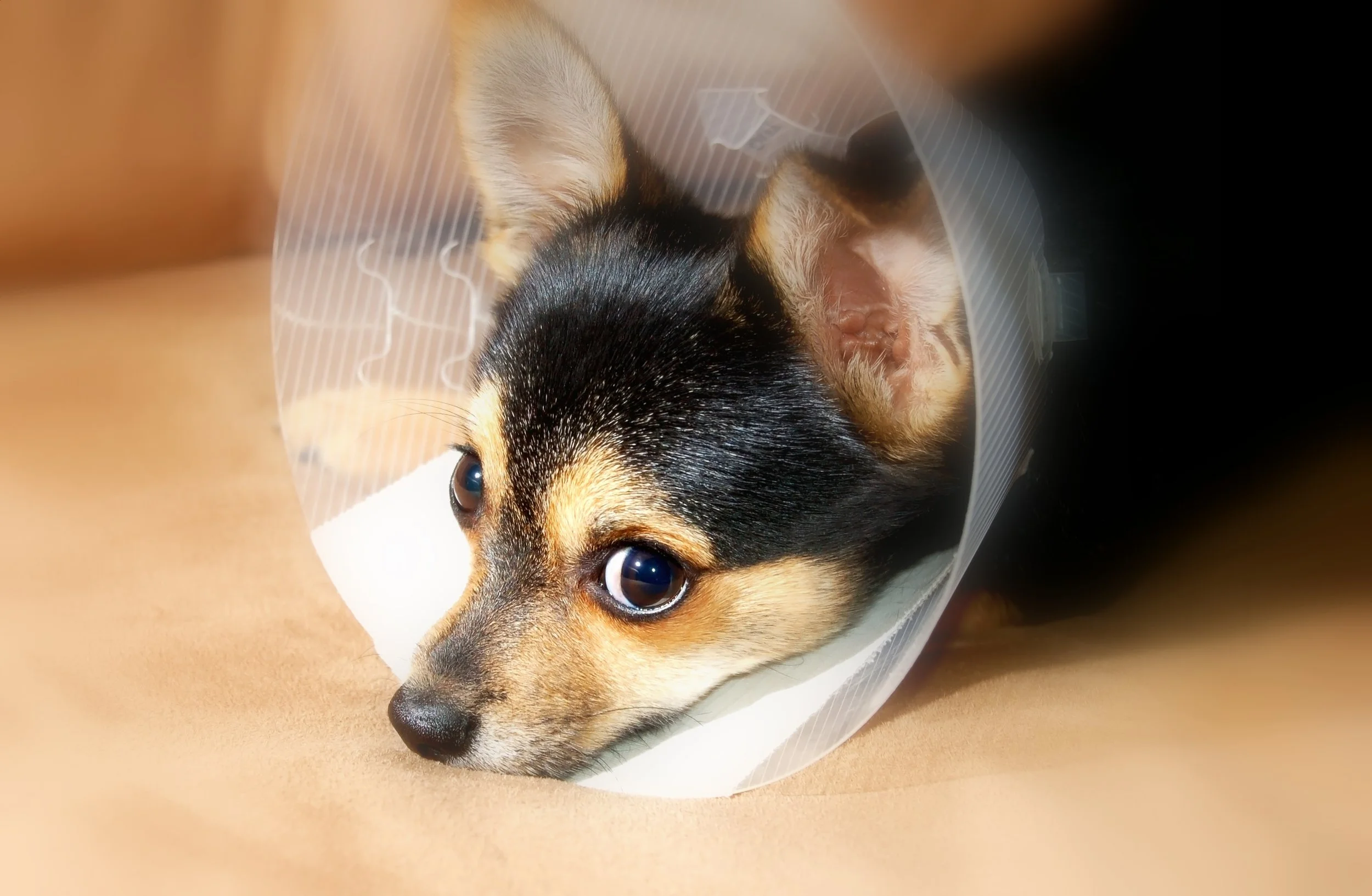 puppy-recovery-2-1388462.jpg