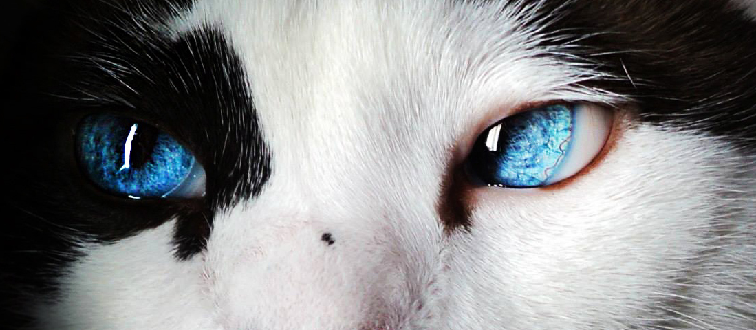 occhi gatto.jpg