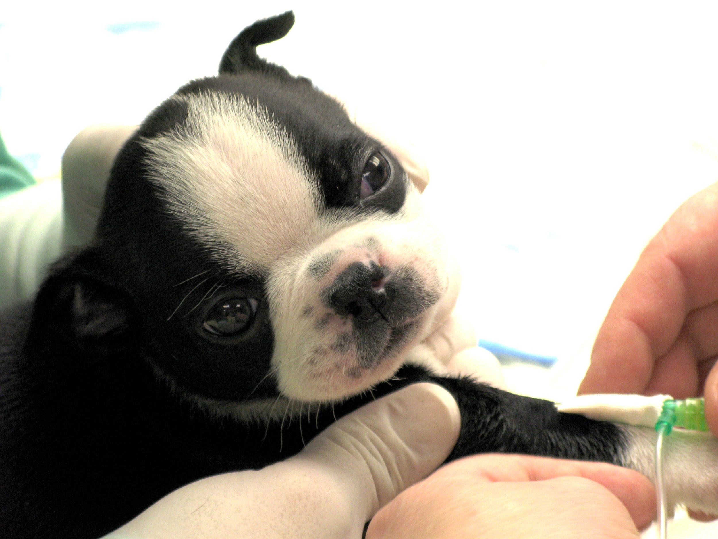 poor-puppy-1365941.jpg
