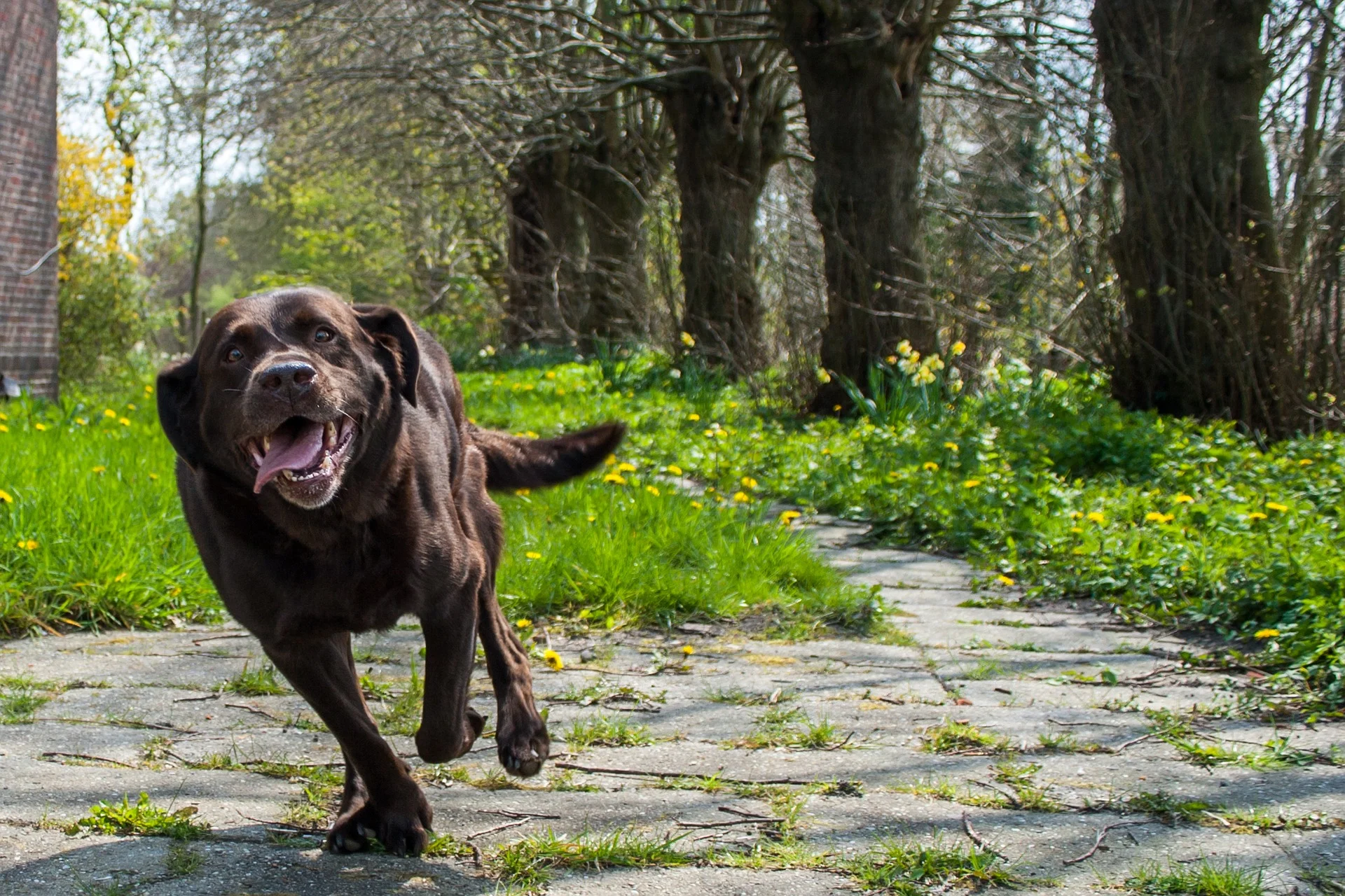 dog-2325065_1920.jpg