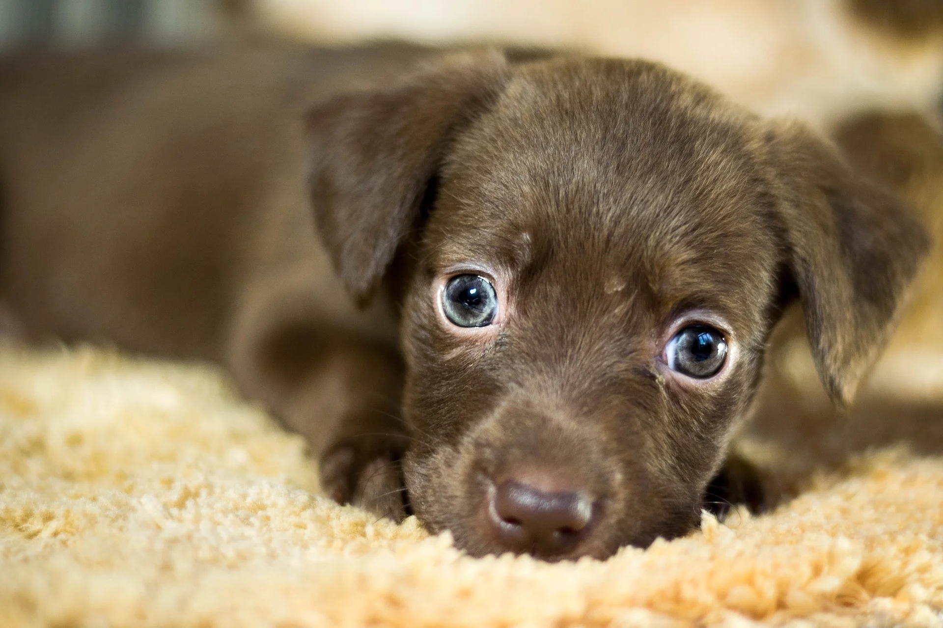 dog-2911444_1920.jpg