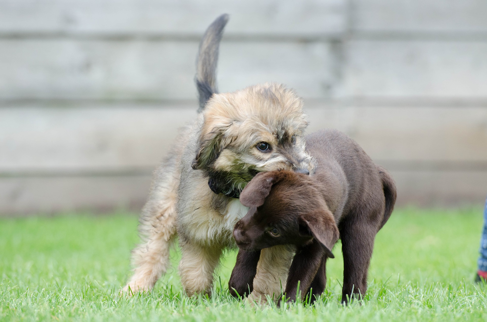 dog-puppies-672881_1920.jpg