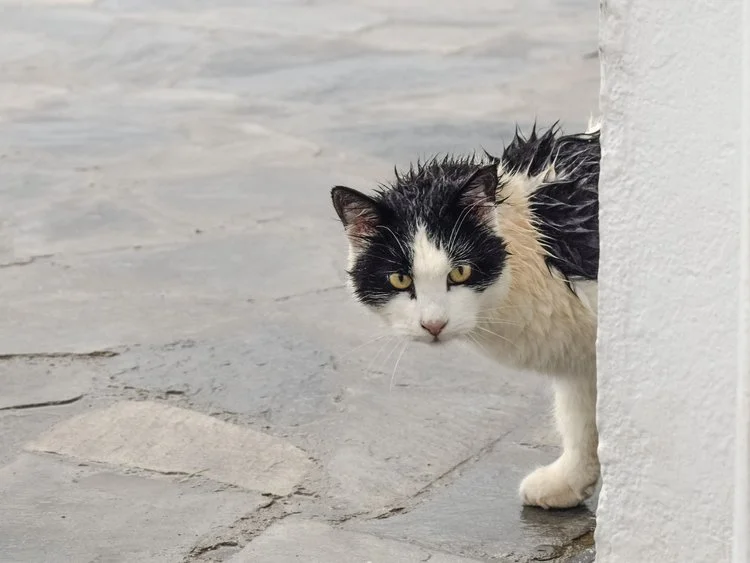 cat-2920718_1920.jpg