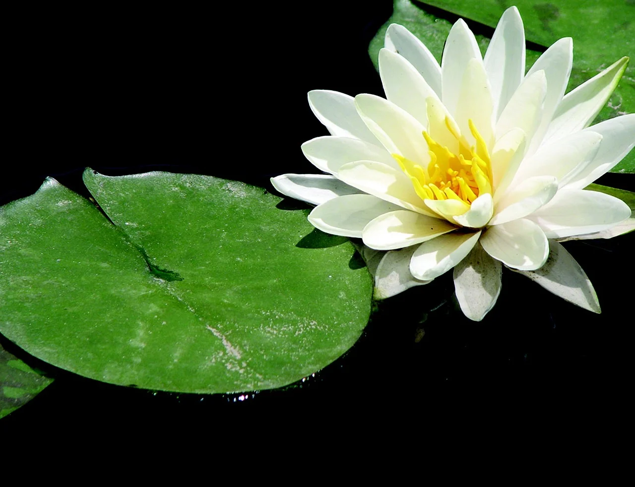 lotus-716719_1280.jpg