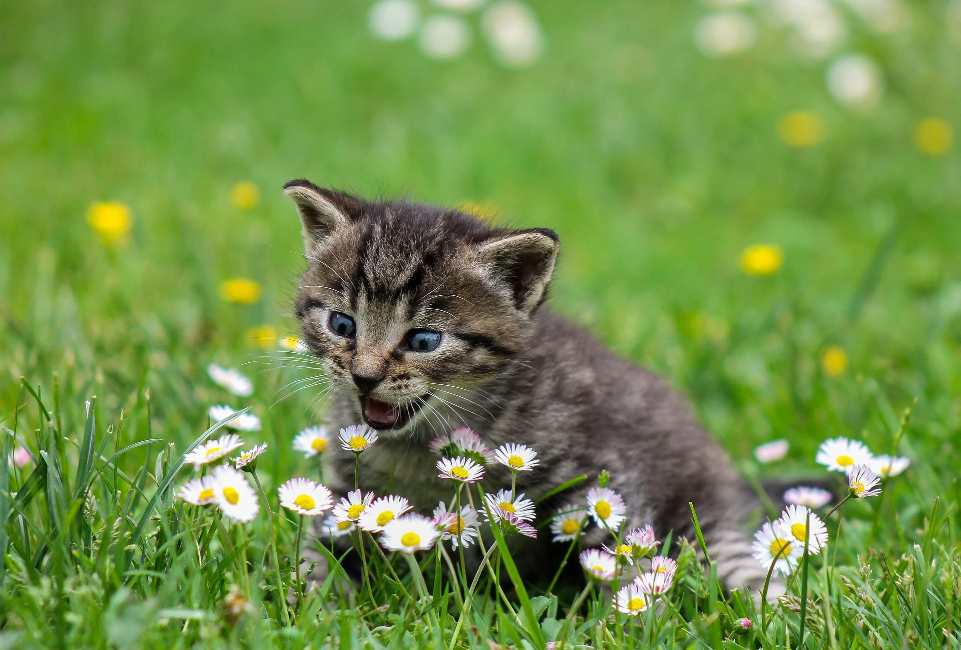 La Floriterapia per gli Animali