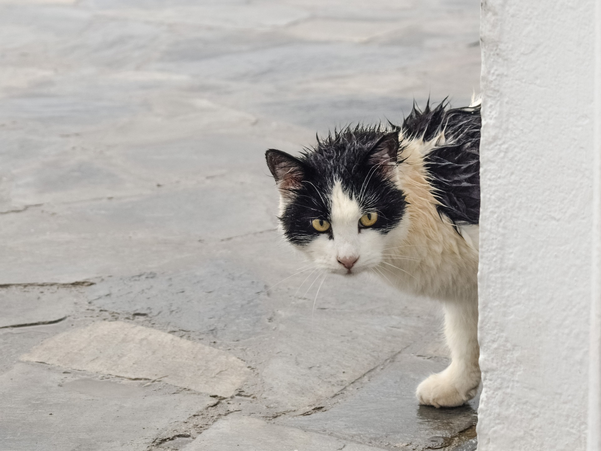 La Prevenzione Antiparassitaria