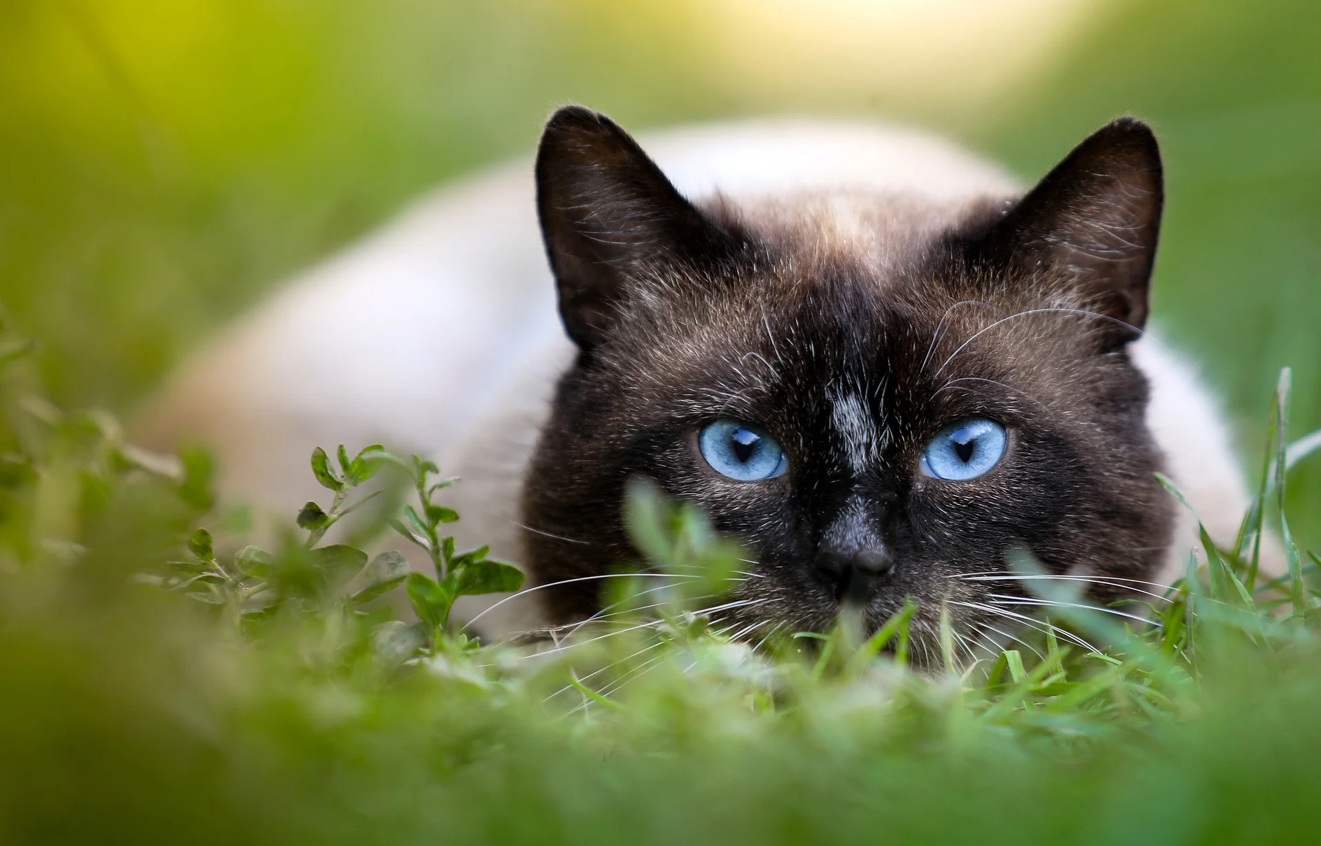 Le 10 curiosità che non conoscevate sui Gatti