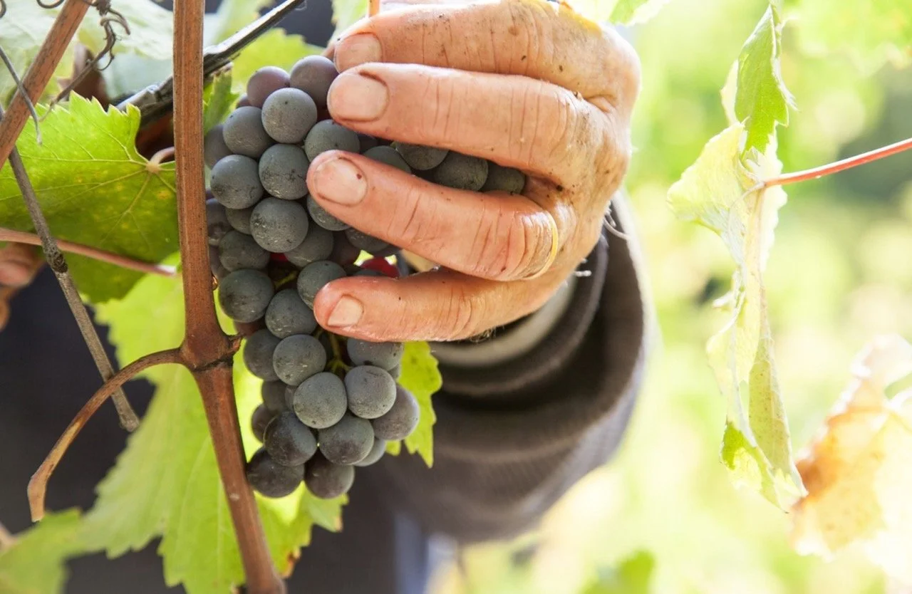 Montaribaldi winery from Barbaresco on the spring tour in La Bottega 13