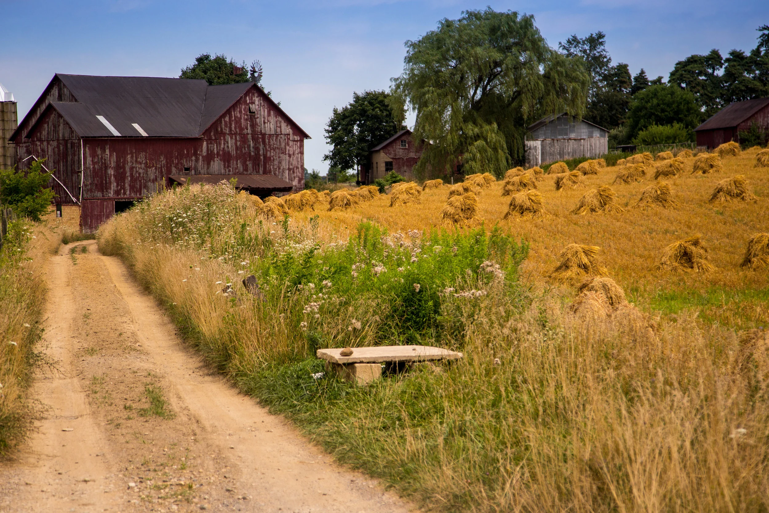 Swartzentruber farm with oats.jpg