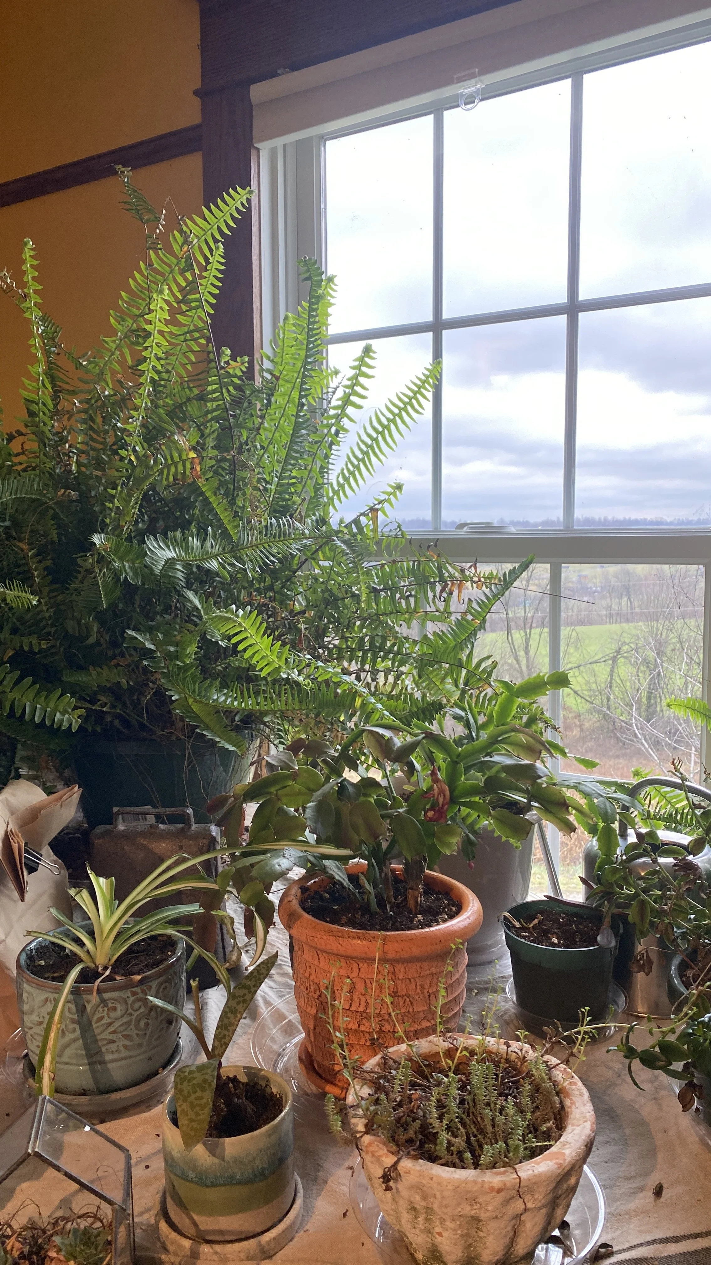 Photo of the view from the window in an Ohio photographer's work space