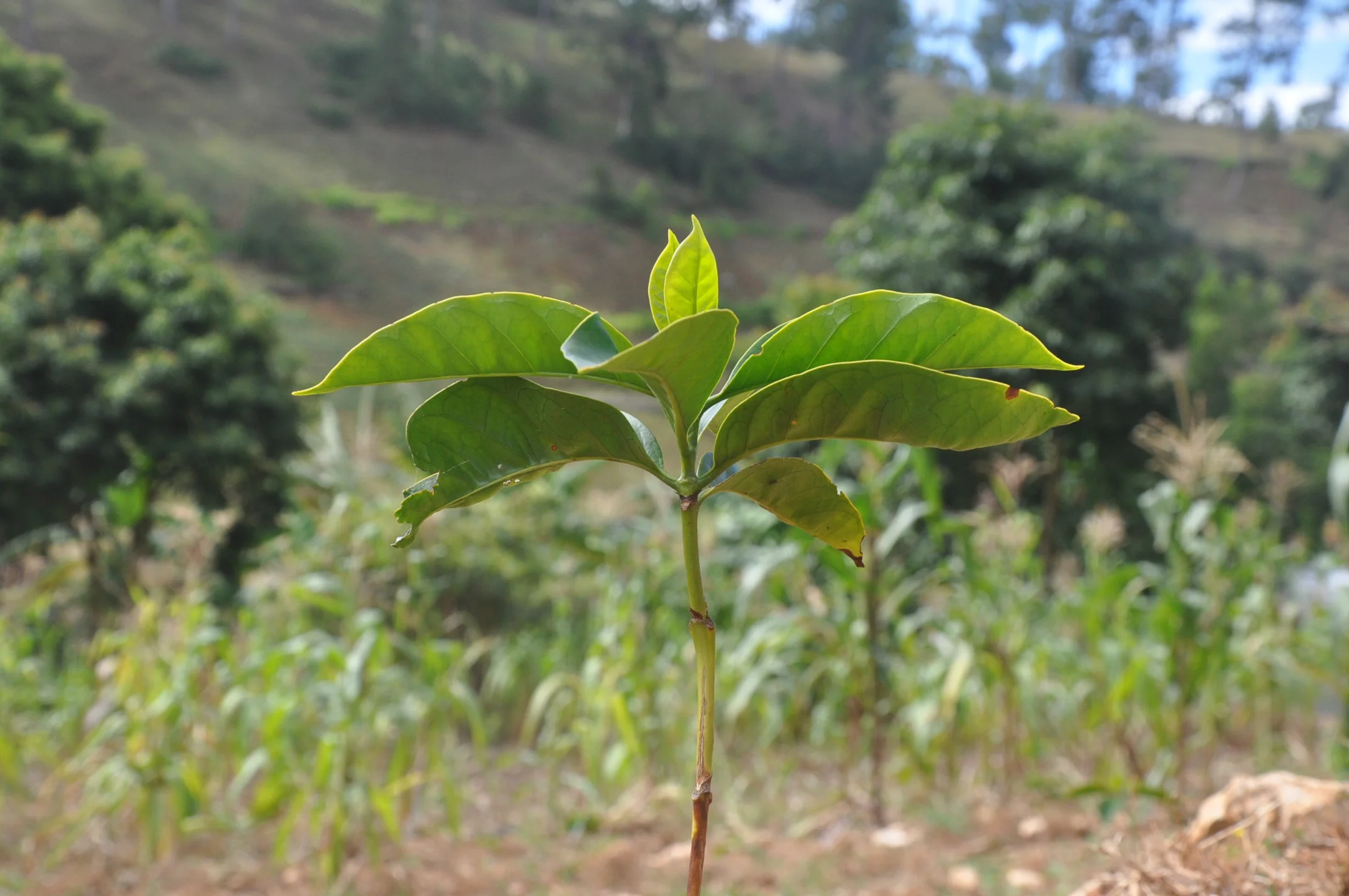 Cornerstone Haiti Beginnings:              Prayers and a Dream