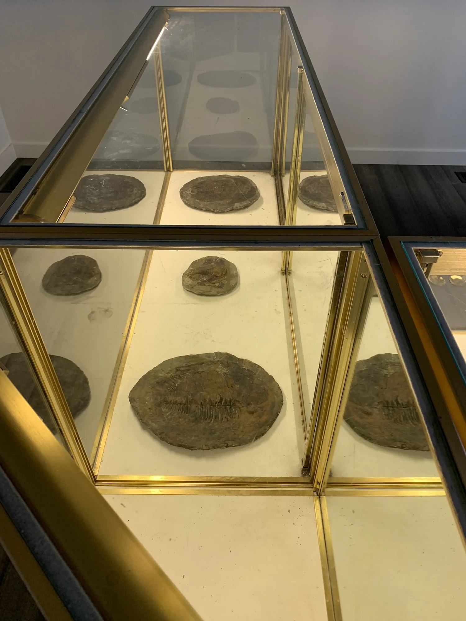 Gift store for historical self locating (ruler), for aesthetics and exchange (coinage), for affecting the future, charm (details), 2019 National Park Souvenir display cases, fossils, coins, used horseshoes, rabbit's foot.