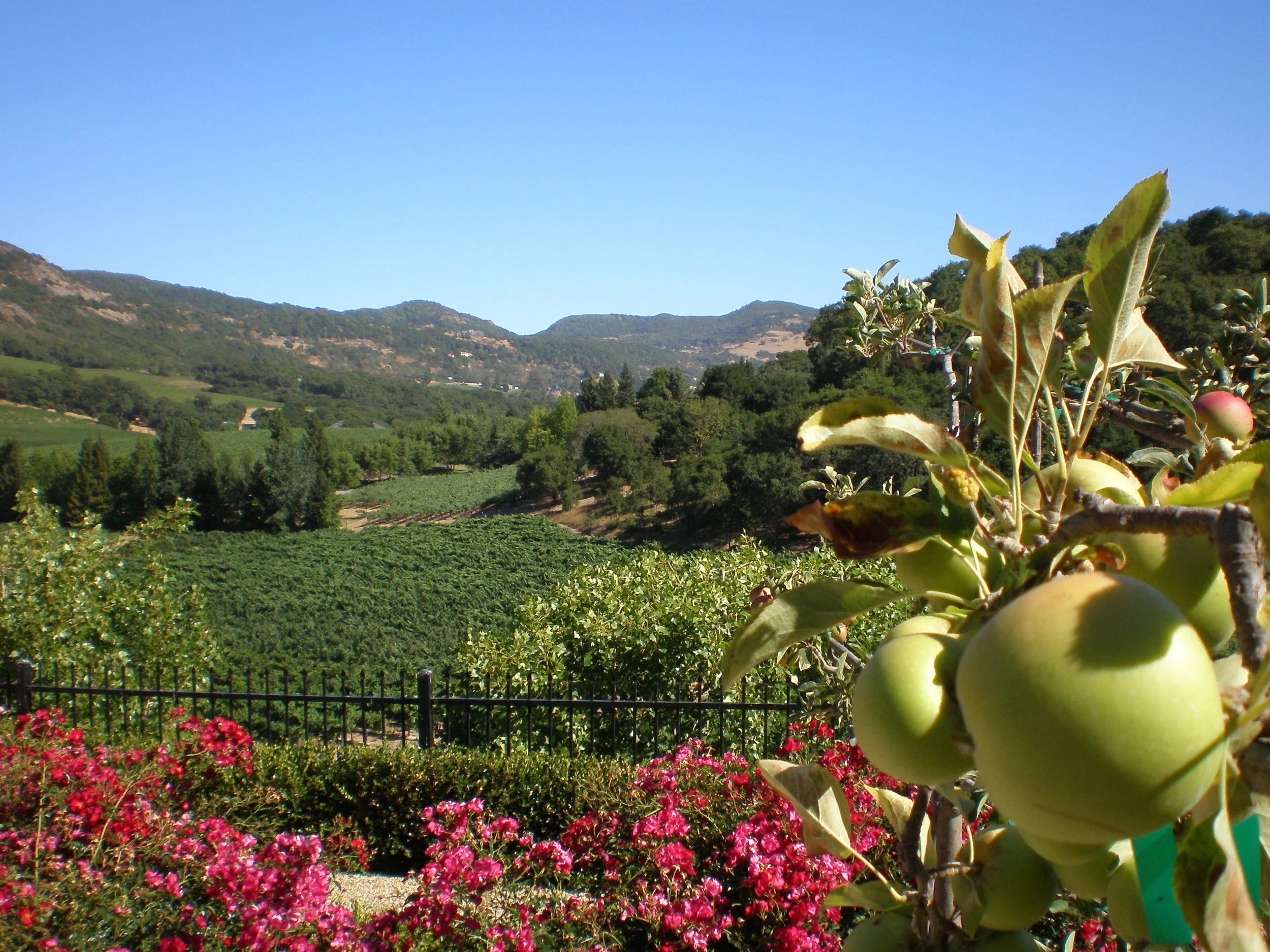 Gardens in front of vineyards at Sodaro Estate