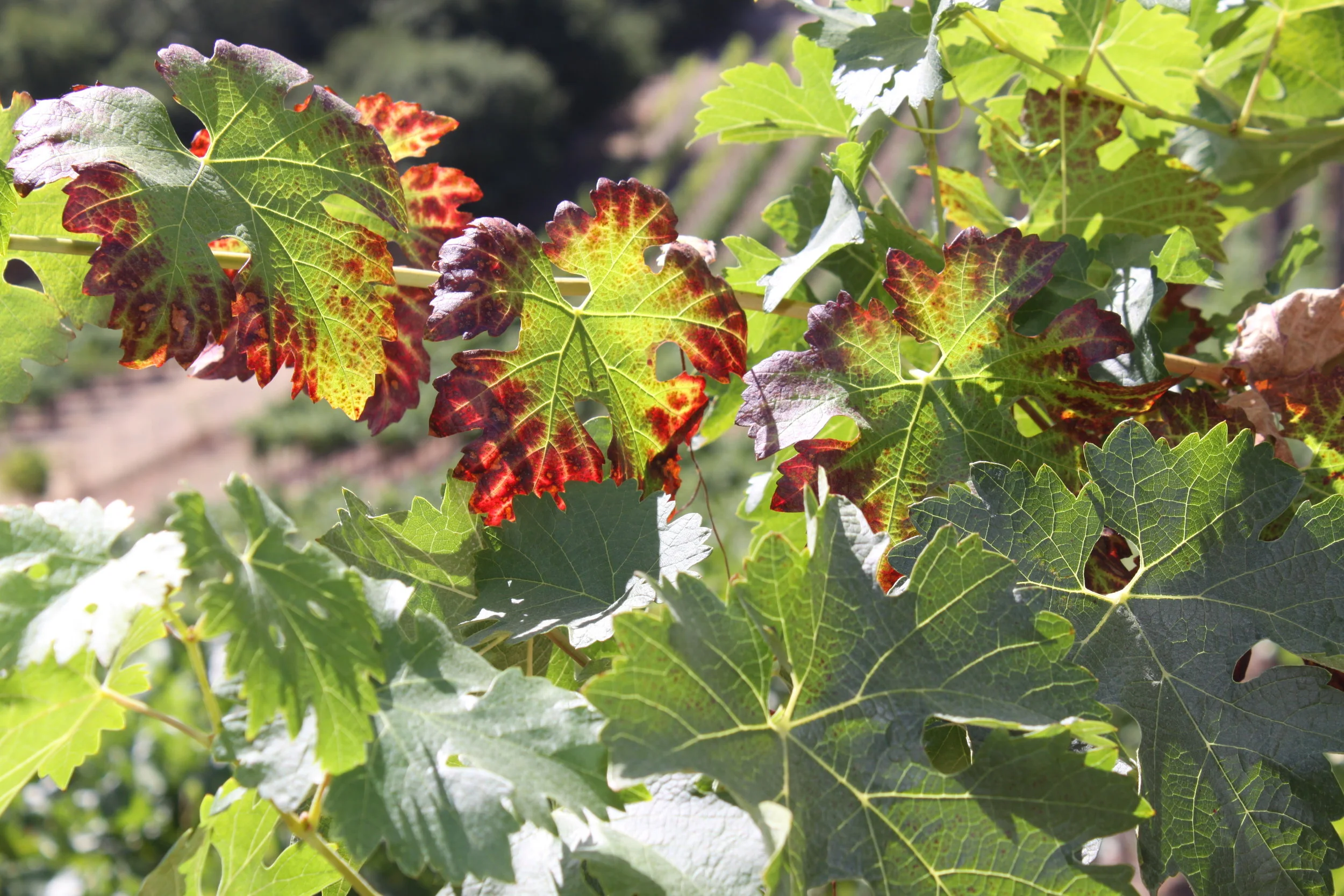 Grape vine leaves