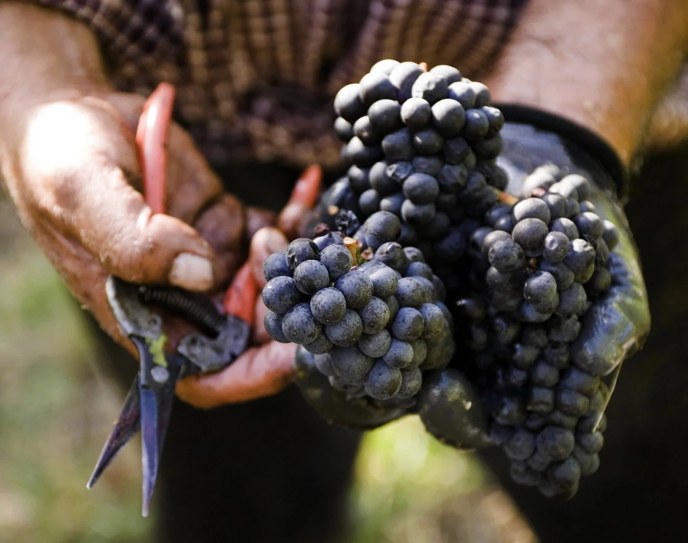 Harvesting Grapes.jpg