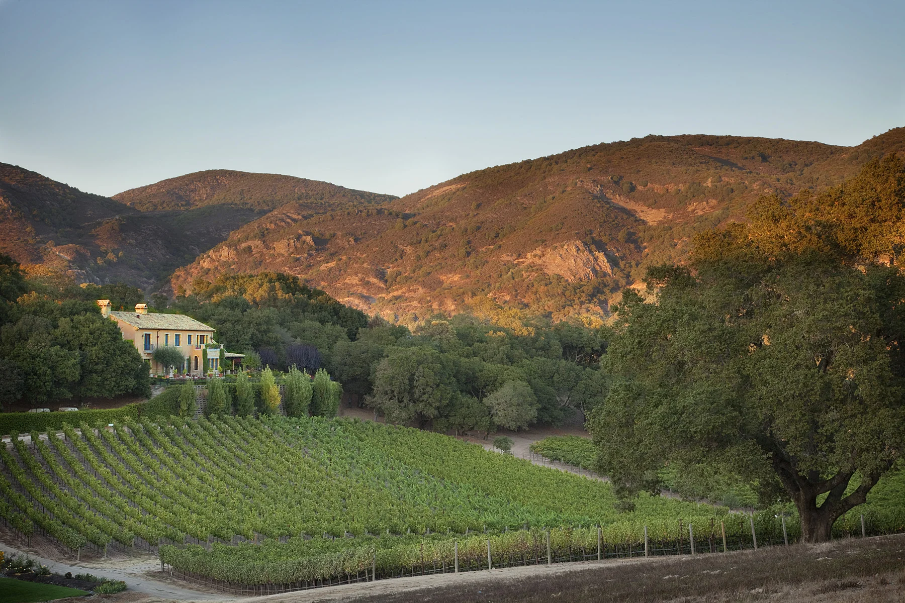 Sodaro+Vineyard+1.jpg