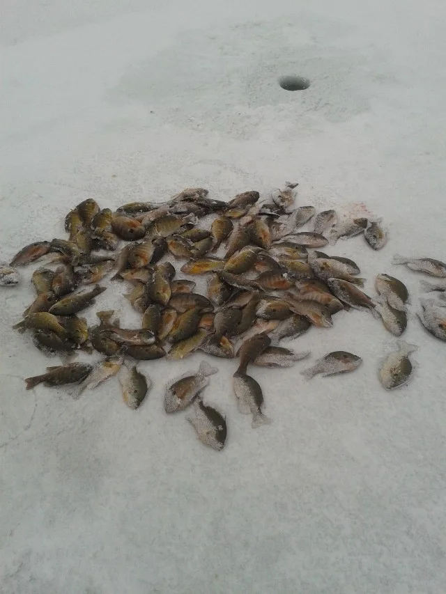 icefish.jpg