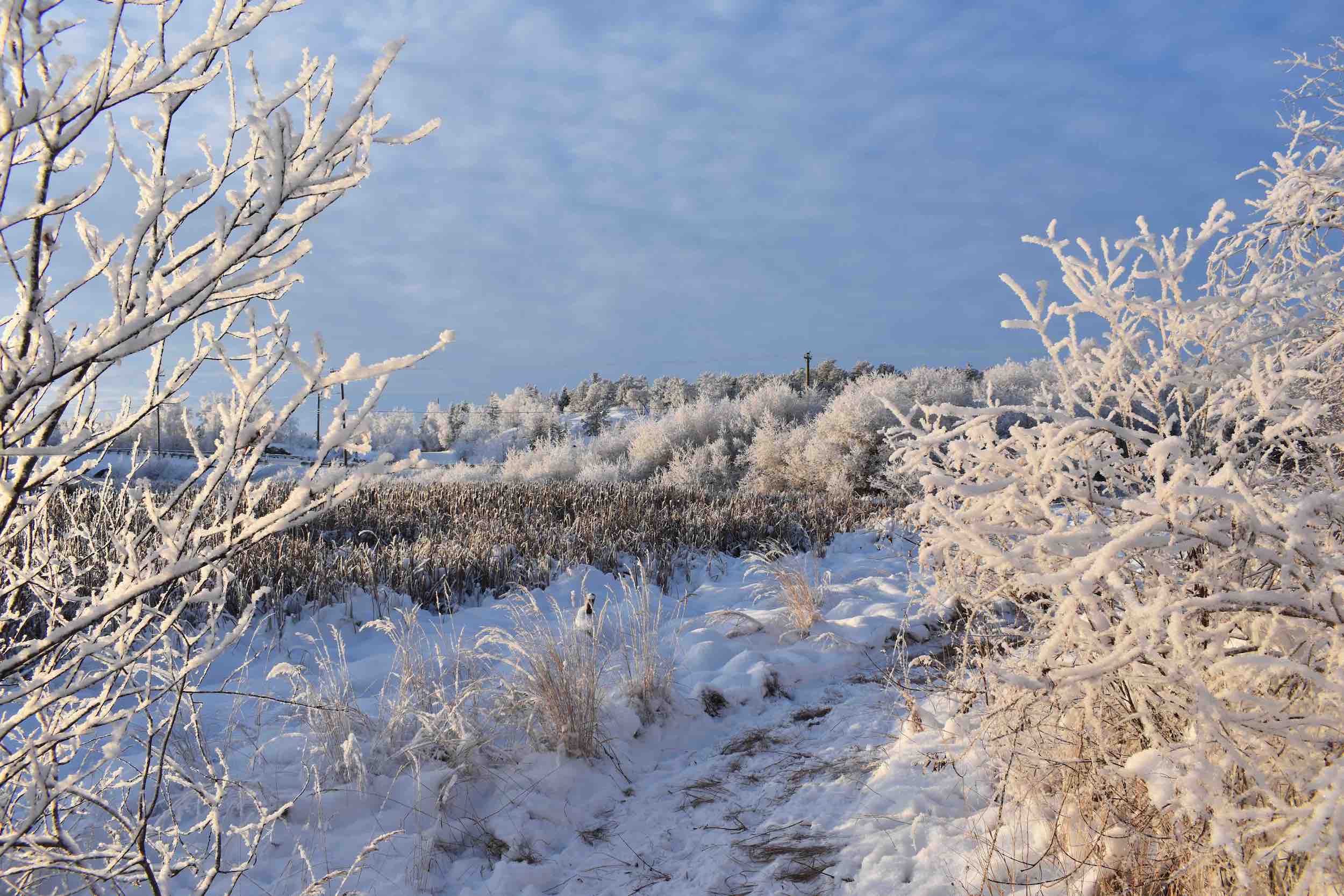 snowy trail_web.jpg