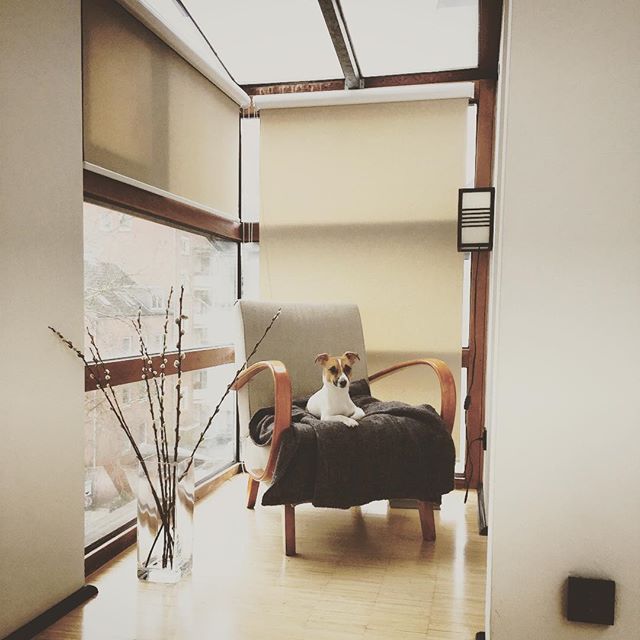 Weekend feelings

#jackrussell #jackrussellterrier 
Alana Flick Interiors Innenarchitektur @alana_flick_interiors
www.alanaflick.net
#interiorarchitecture #interiordesign #hospitalitydesign #alanaflick #hamburg #innenarchitektur #hotel #bar #restaura